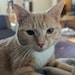 CuteKittensSlime