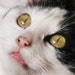 Buyer Avatar