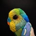 Buyer Avatar