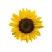 WildSunflowerFarms