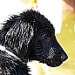 dogsshop