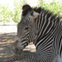 TheRedeemedZebra