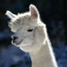ClarkSummitAlpacas