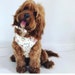 Alfieandmepoochco