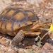 MojaveRoad