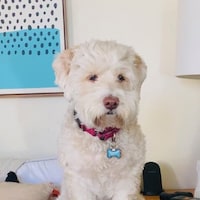 PoppycockTees