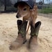 deerdisplay