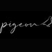 Pigeonartdesign