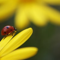 LadybuggirlCrafts