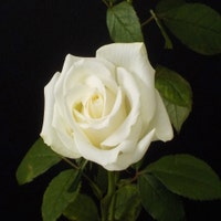 RosesWorkshop