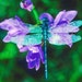 Dragonfly Designs