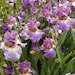 PetalsWings