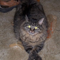 TheMaineCoonCat