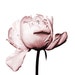 JennyCoomberDesigns