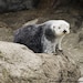 otterbearjewellery