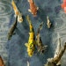 Tiffany Miller Russell