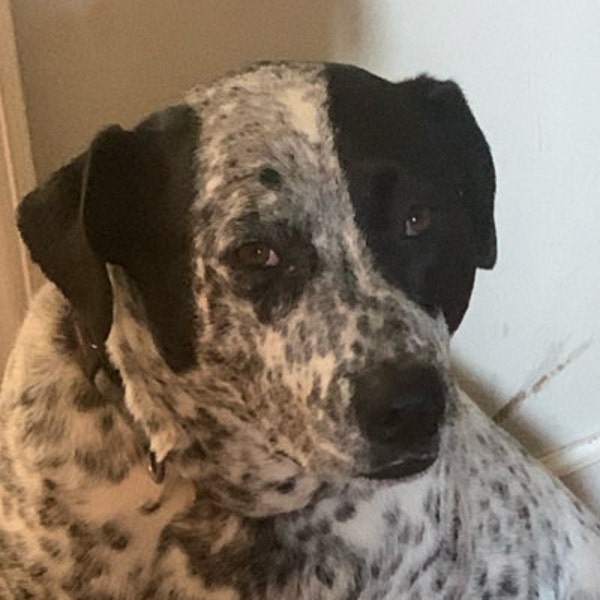 Drapeau USA "We The People" Déclaration D'Indépendance - Taille 3x5 Pieds (90x150cm), Polyester, Jaune Multicolore