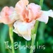 TheBlushingIris