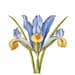Virginia