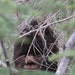 Patchrick Squatch