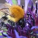 BeesNeeds