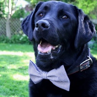 PawChicCanada