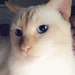 Buyer Avatar
