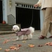 Pooch Style