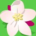 Apple Blossoms avatar