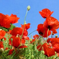 TheRedPoppyShop