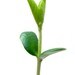 sproutcandleshop avatar