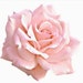 LovelyMiracle
