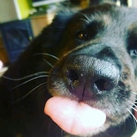 DiamondPawture