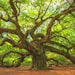 Angel Tree Designs