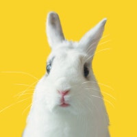 NapoleonBunnyparte