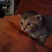 Buyer Avatar