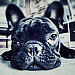 Buyer Avatar