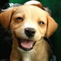 PuppyOrphanage