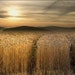 zwheat2101