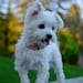 Poppy Amelia