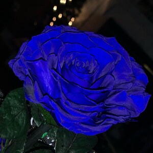 rose essential oil boots