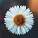 Faris
