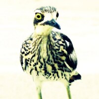 HeyHarriet