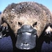 PlatypusDream avatar