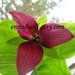 Anne avatar