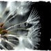 wishfulthings