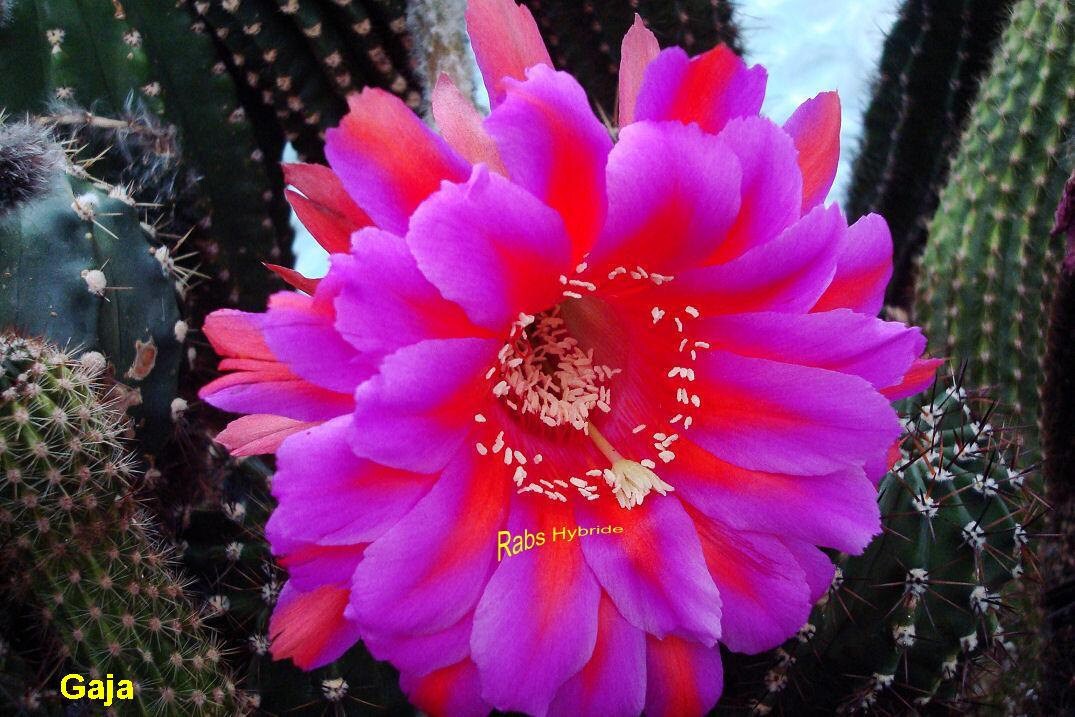 Echinopsis Hybrids Trichocereus Hybrids Hw By Kakteenrabsilber
