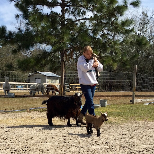 Remote Control Holder, the Remote Goat, Remote Caddy, Gifts for Dad