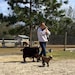ACoupleofOldGoats