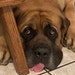 DogSportsDesigns